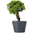 Juniperus Chinensis Itoigawa, 26 cm, ± 20 jaar oud