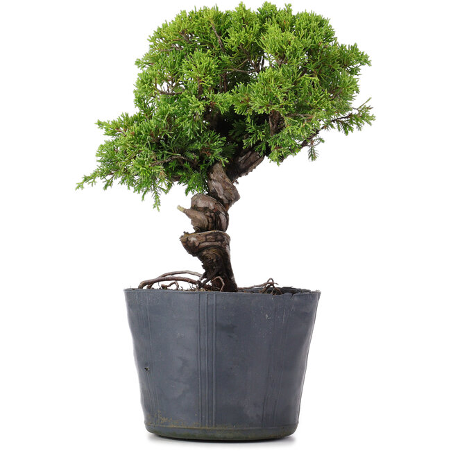 Juniperus Chinensis Itoigawa, 26 cm, ± 20 jaar oud