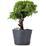 Juniperus Chinensis Itoigawa, 26 cm, ± 20 ans