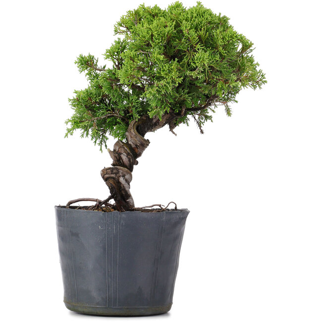 Juniperus Chinensis Itoigawa, 26 cm, ± 20 ans