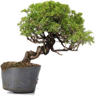 Juniperus Chinensis Itoigawa, 24 cm, ± 20 anni