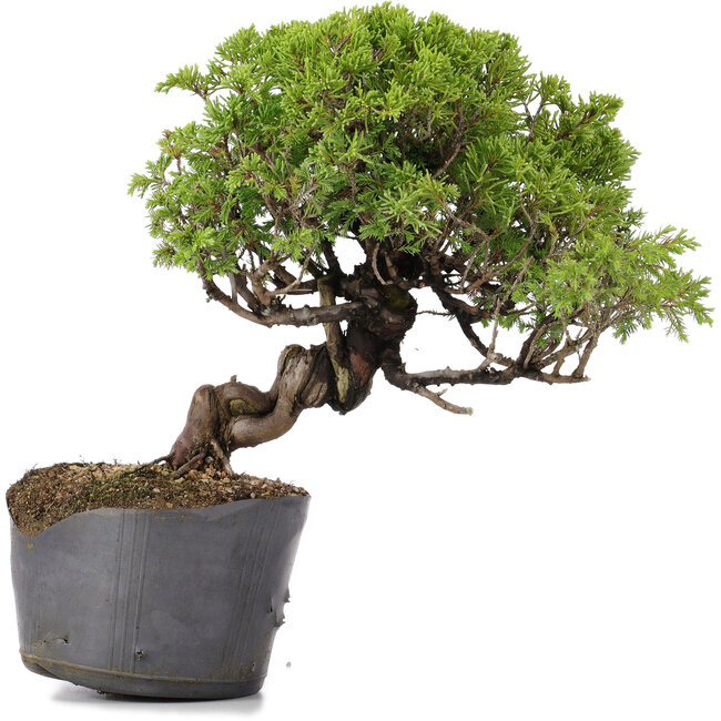 Juniperus Chinensis Itoigawa, 24 cm, ± 20 años