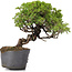 Juniperus Chinensis Itoigawa, 24 cm, ± 20 years old