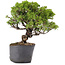 Juniperus Chinensis Itoigawa, 24 cm, ± 20 ans