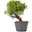 Juniperus Chinensis Itoigawa, 24 cm, ± 20 ans