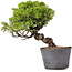 Juniperus Chinensis Itoigawa, 24 cm, ± 20 ans