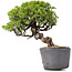 Juniperus Chinensis Itoigawa, 24 cm, ± 20 ans