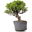 Juniperus Chinensis Itoigawa, 24 cm, ± 20 Jahre alt