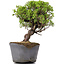 Juniperus Chinensis Itoigawa, 24 cm, ± 20 Jahre alt