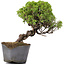 Juniperus Chinensis Itoigawa, 24 cm, ± 20 Jahre alt