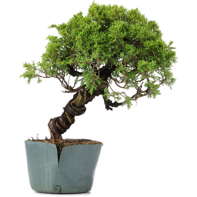 Juniperus Chinensis Itoigawa, 27 cm, ± 20 ans