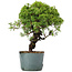 Juniperus Chinensis Itoigawa, 27 cm, ± 20 ans