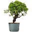 Juniperus Chinensis Itoigawa, 27 cm, ± 20 years old