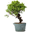 Juniperus Chinensis Itoigawa, 27 cm, ± 20 Jahre alt