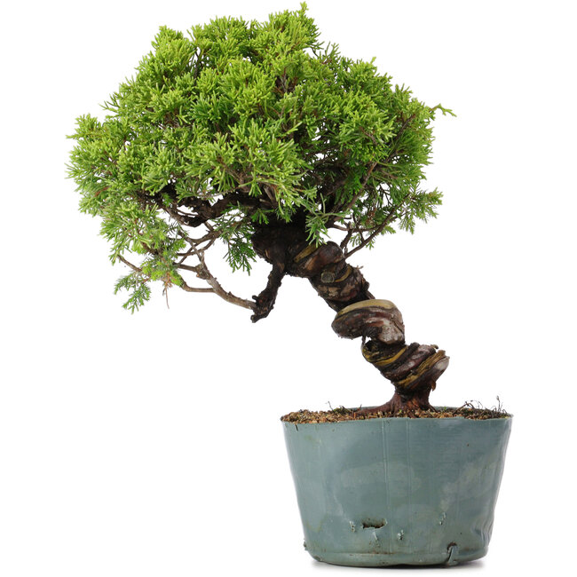 Juniperus Chinensis Itoigawa, 27 cm, ± 20 ans