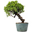 Juniperus Chinensis Itoigawa, 27 cm, ± 20 ans