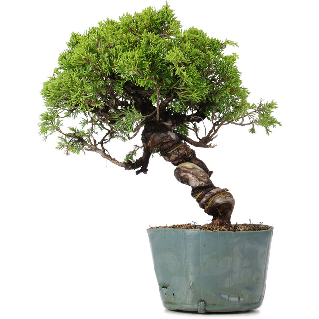 Juniperus Chinensis Itoigawa, 27 cm, ± 20 years old