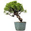 Juniperus Chinensis Itoigawa, 27 cm, ± 20 jaar oud