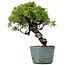 Juniperus Chinensis Itoigawa, 27 cm, ± 20 Jahre alt