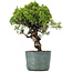 Juniperus Chinensis Itoigawa, 27 cm, ± 20 ans