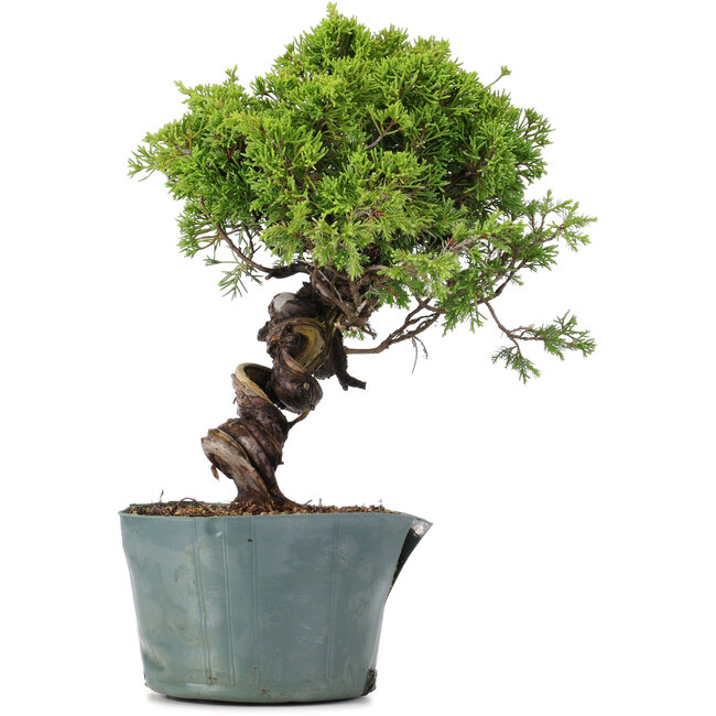 Juniperus Chinensis Itoigawa, 27 cm, ± 20 anni