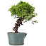 Juniperus Chinensis Itoigawa, 27 cm, ± 20 ans