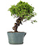 Juniperus Chinensis Itoigawa, 27 cm, ± 20 years old