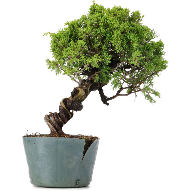 Juniperus Chinensis Itoigawa, 27 cm, ± 20 Jahre alt