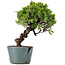 Juniperus Chinensis Itoigawa, 27 cm, ± 20 Jahre alt