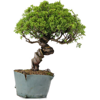 Juniperus Chinensis Itoigawa, 28 cm, ± 20 ans