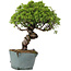 Juniperus Chinensis Itoigawa, 28 cm, ± 20 years old