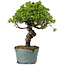 Juniperus Chinensis Itoigawa, 28 cm, ± 20 ans