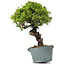 Juniperus Chinensis Itoigawa, 28 cm, ± 20 ans