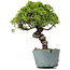 Juniperus Chinensis Itoigawa, 28 cm, ± 20 ans