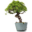 Juniperus Chinensis Itoigawa, 28 cm, ± 20 jaar oud