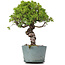 Juniperus Chinensis Itoigawa, 28 cm, ± 20 ans