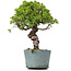 Juniperus Chinensis Itoigawa, 28 cm, ± 20 Jahre alt