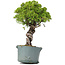 Juniperus Chinensis Itoigawa, 28 cm, ± 20 jaar oud