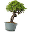 Juniperus Chinensis Itoigawa, 28 cm, ± 20 jaar oud