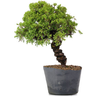 Juniperus Chinensis Itoigawa, 29 cm, ± 20 anni