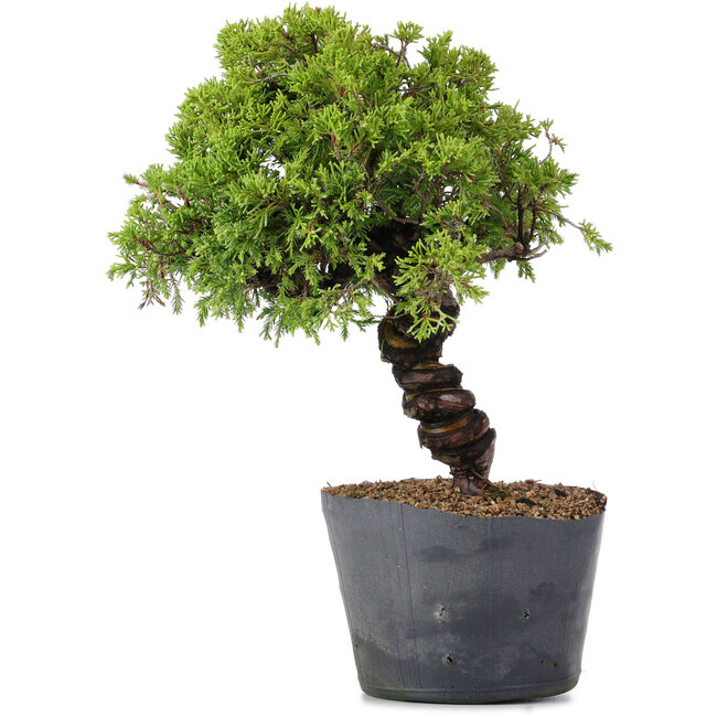 Juniperus Chinensis Itoigawa, 29 cm, ± 20 years old