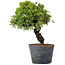 Juniperus Chinensis Itoigawa, 29 cm, ± 20 ans