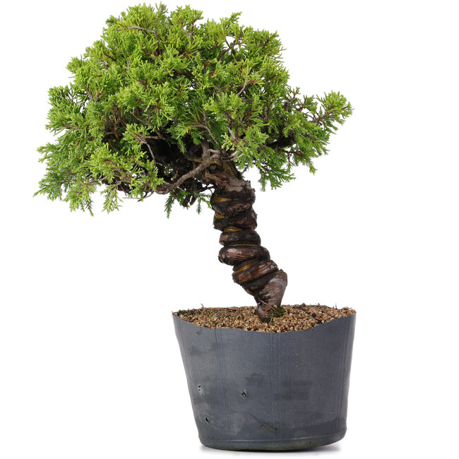 Juniperus Chinensis Itoigawa, 29 cm, ± 20 years old