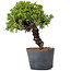 Juniperus Chinensis Itoigawa, 29 cm, ± 20 ans