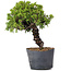 Juniperus Chinensis Itoigawa, 29 cm, ± 20 Jahre alt