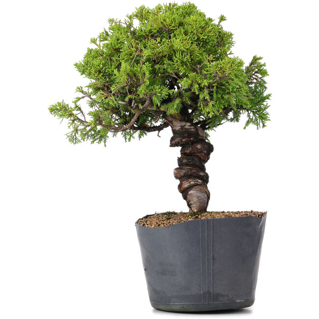 Juniperus Chinensis Itoigawa, 29 cm, ± 20 Jahre alt