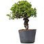 Juniperus Chinensis Itoigawa, 29 cm, ± 20 anni