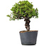 Juniperus Chinensis Itoigawa, 29 cm, ± 20 ans