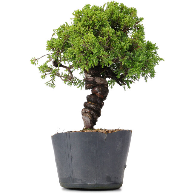 Juniperus Chinensis Itoigawa, 29 cm, ± 20 anni