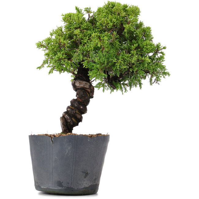 Juniperus Chinensis Itoigawa, 29 cm, ± 20 Jahre alt